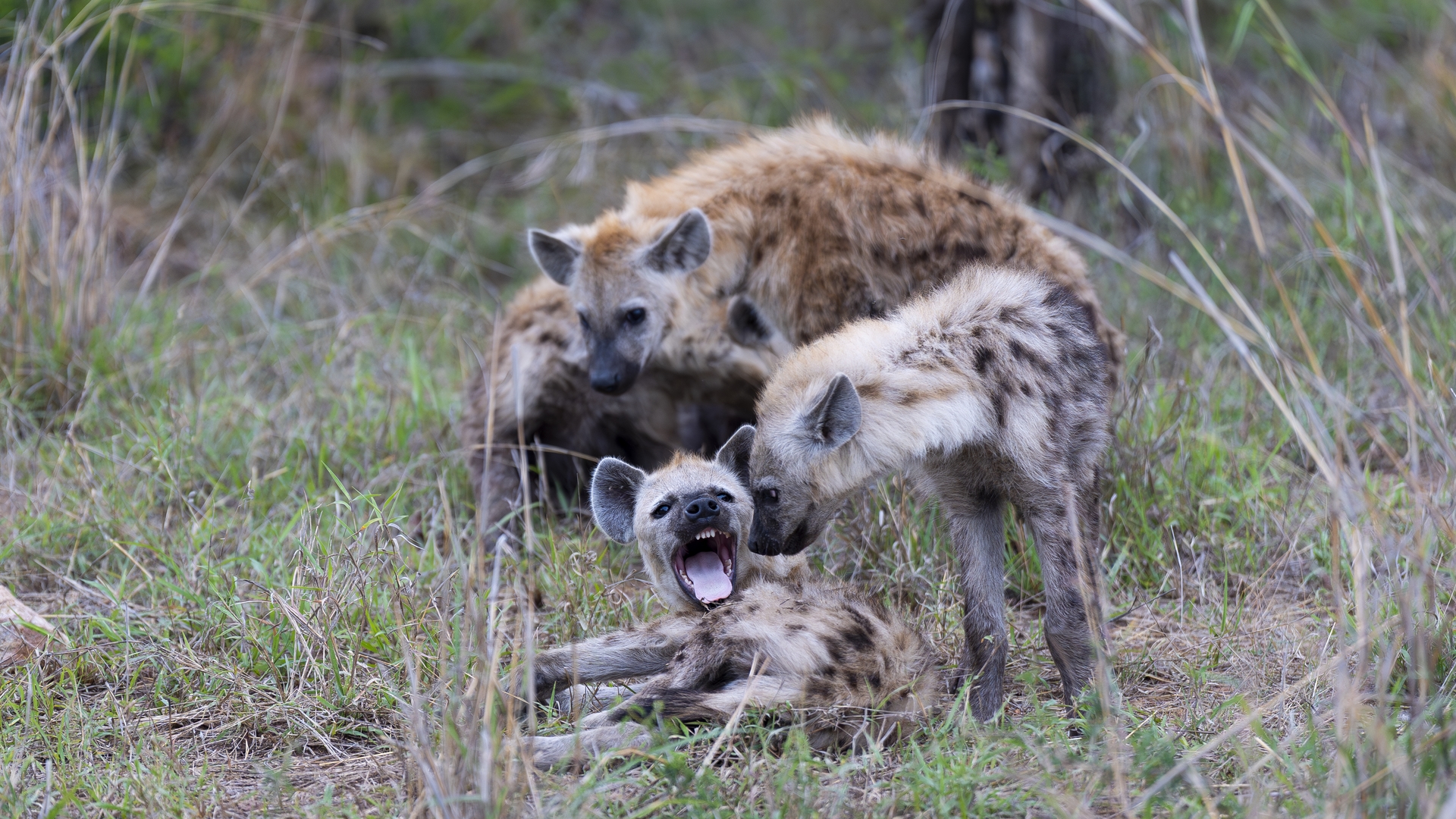 Kruger25 2025 10 28 16 19 40 ILCE 9M3 753